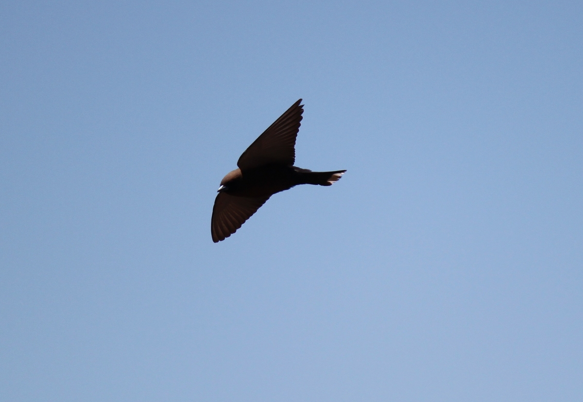 IMG_0814_LittleWoodswallow_cropped_gallery_0.jpg