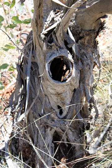 IMG_0828_malleestump_360w.jpg