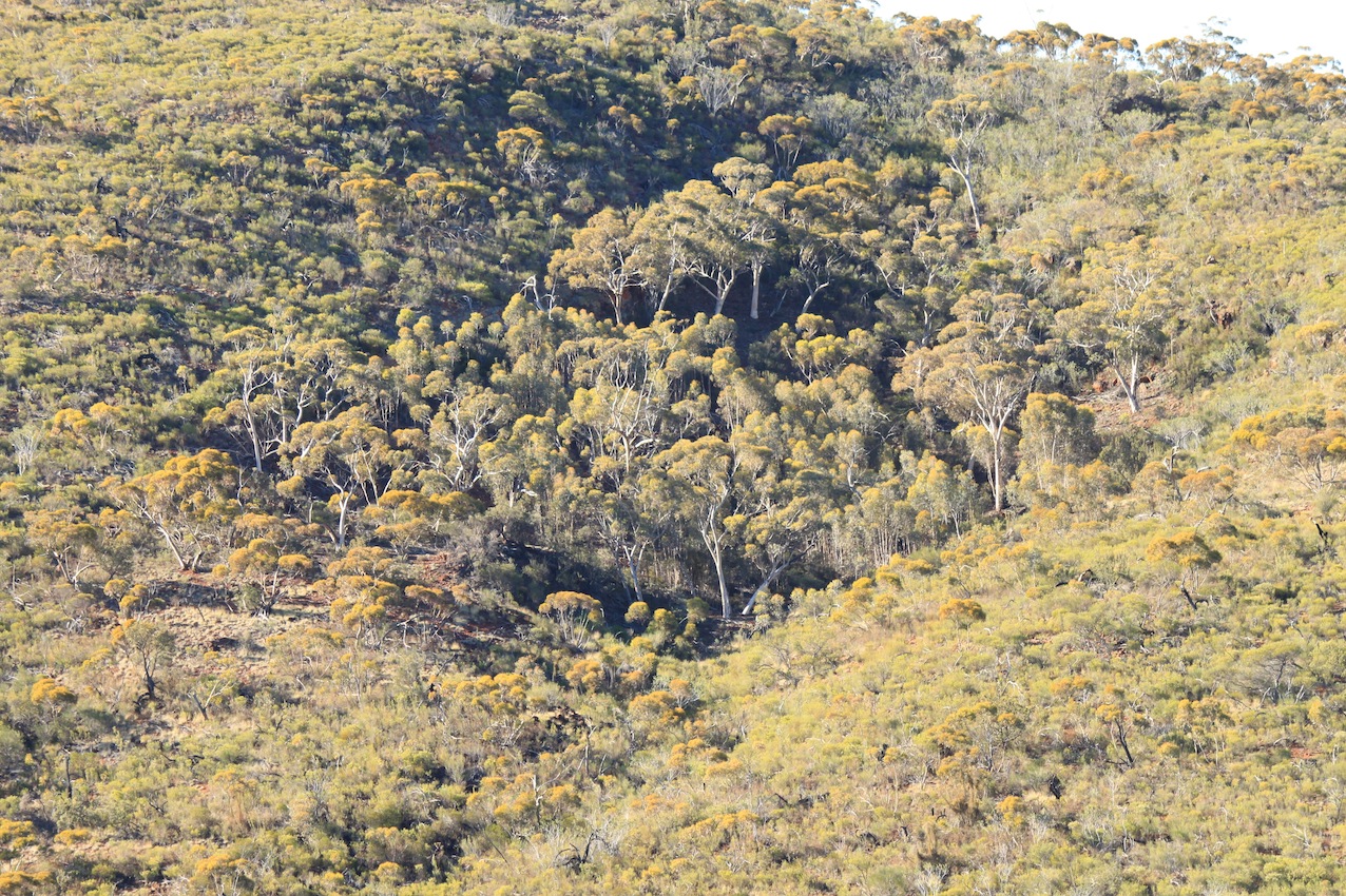 IMG 0855 hillwhitegums 450w