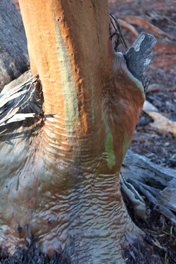 IMG_0883_EucBark_360w.jpg
