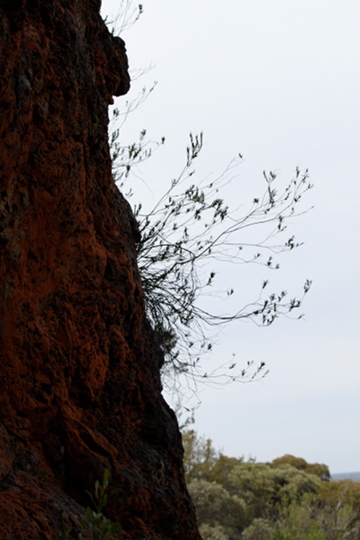 IMG_1046_LeucopogonRock_360w.jpg