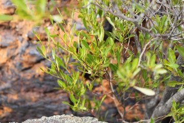 IMG_1074_leaves_360w.JPG