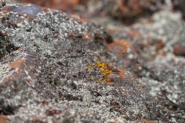 IMG_1075_lichen_360w.JPG
