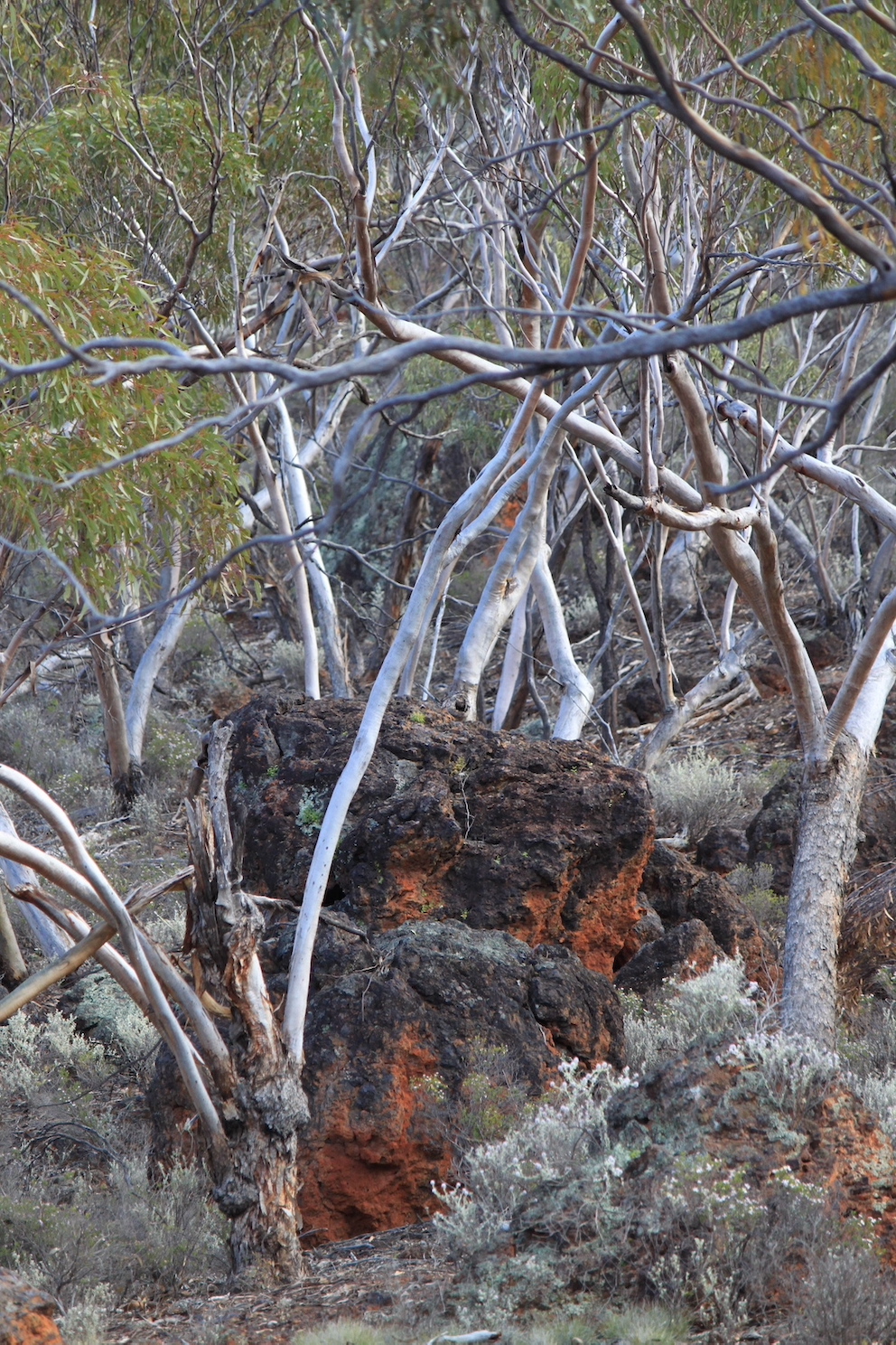 IMG 1448 MalleeStandingRock 4400w600h