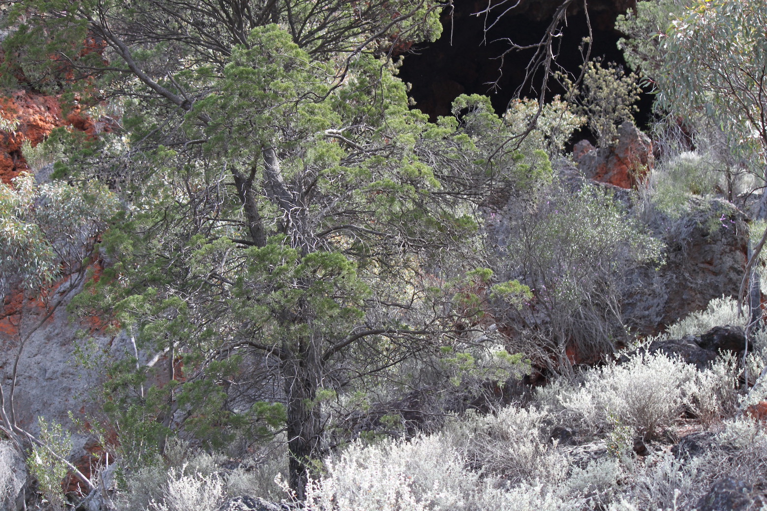 IMG 1453 CallitrisCave 550w