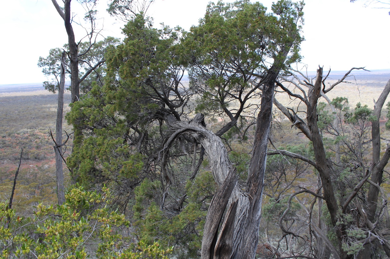 IMG 1463 Callitris 450w