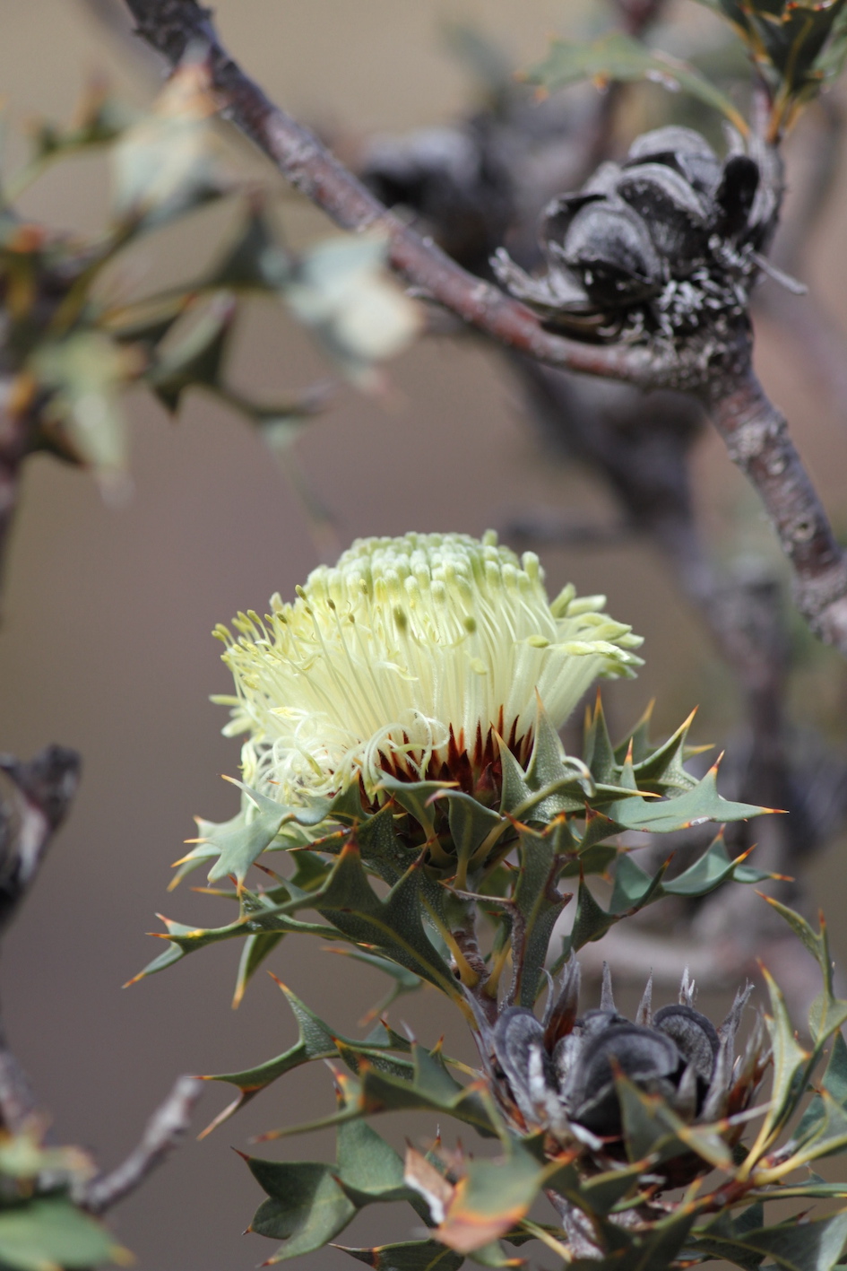 IMG 1474 DryandraFlower portrait 500h