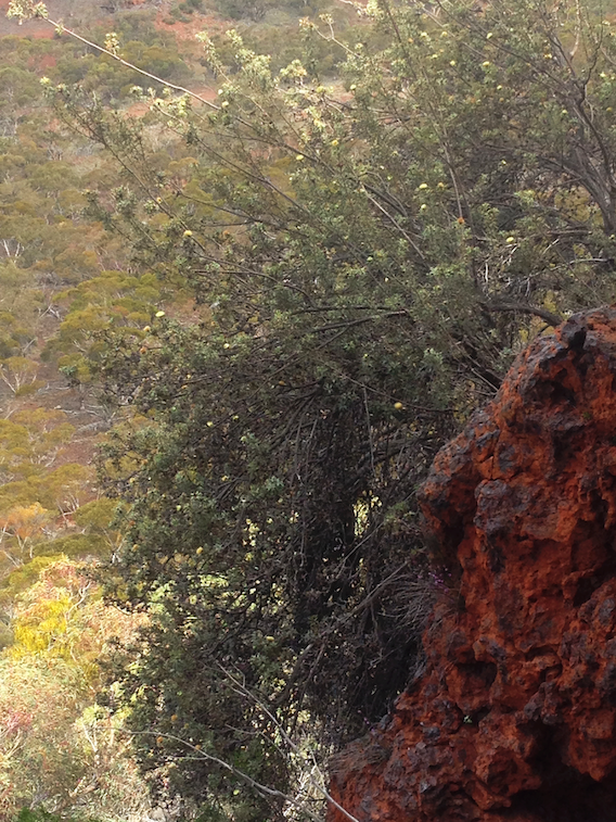 IMG 1577 Dryandra arborea inPixio 200w260h