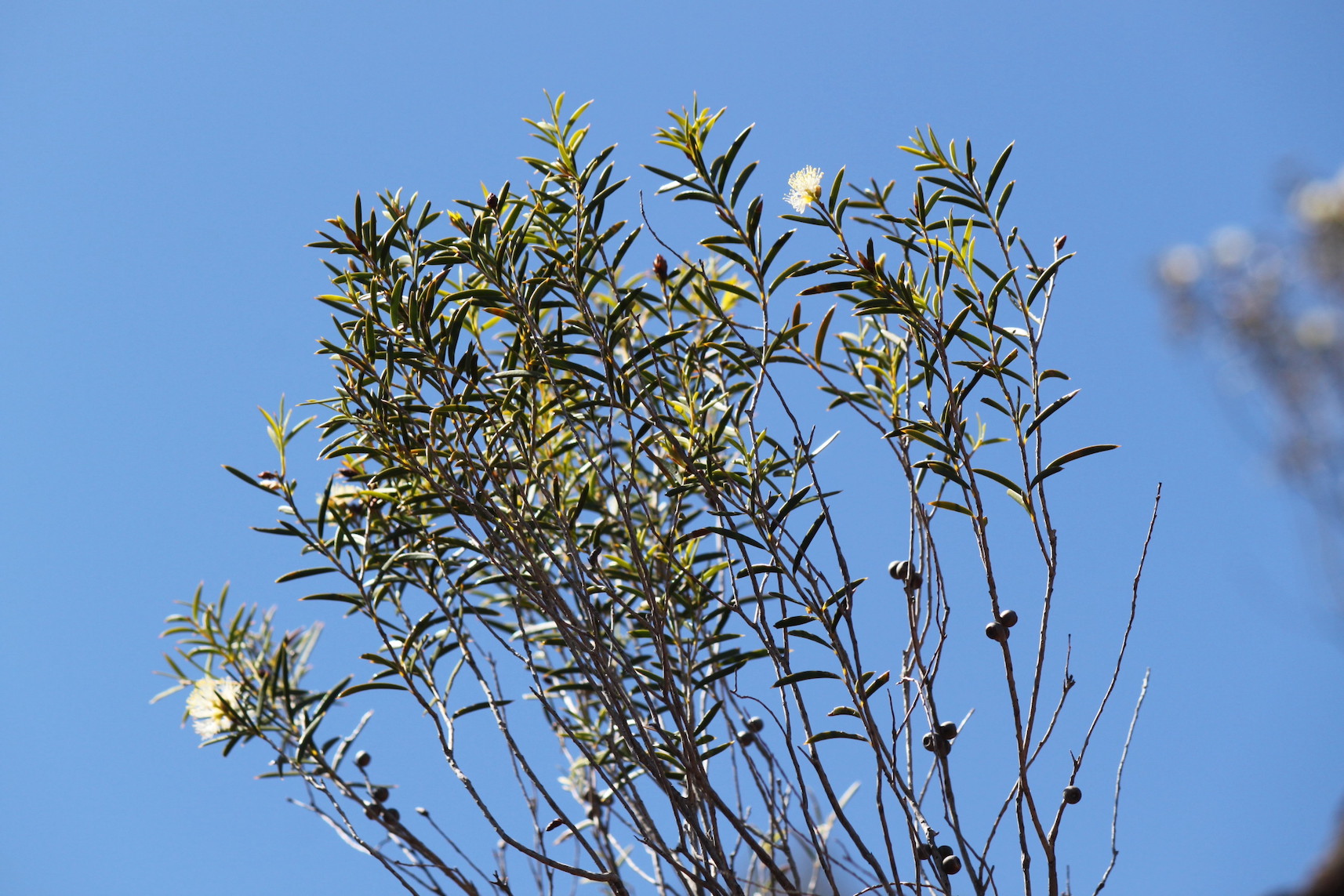 IMG 1666 Melaleuca leiocarpa 403w