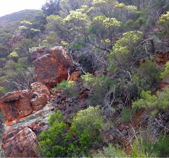 IMG 1669 Melaleuca leiocarpa in flower inPixio adjsize