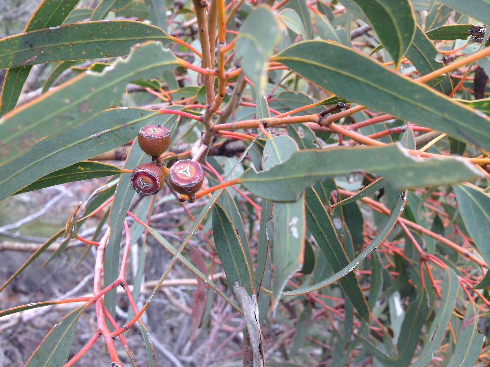 IMG 1686 Eucalyptus ebbanoensis 600w