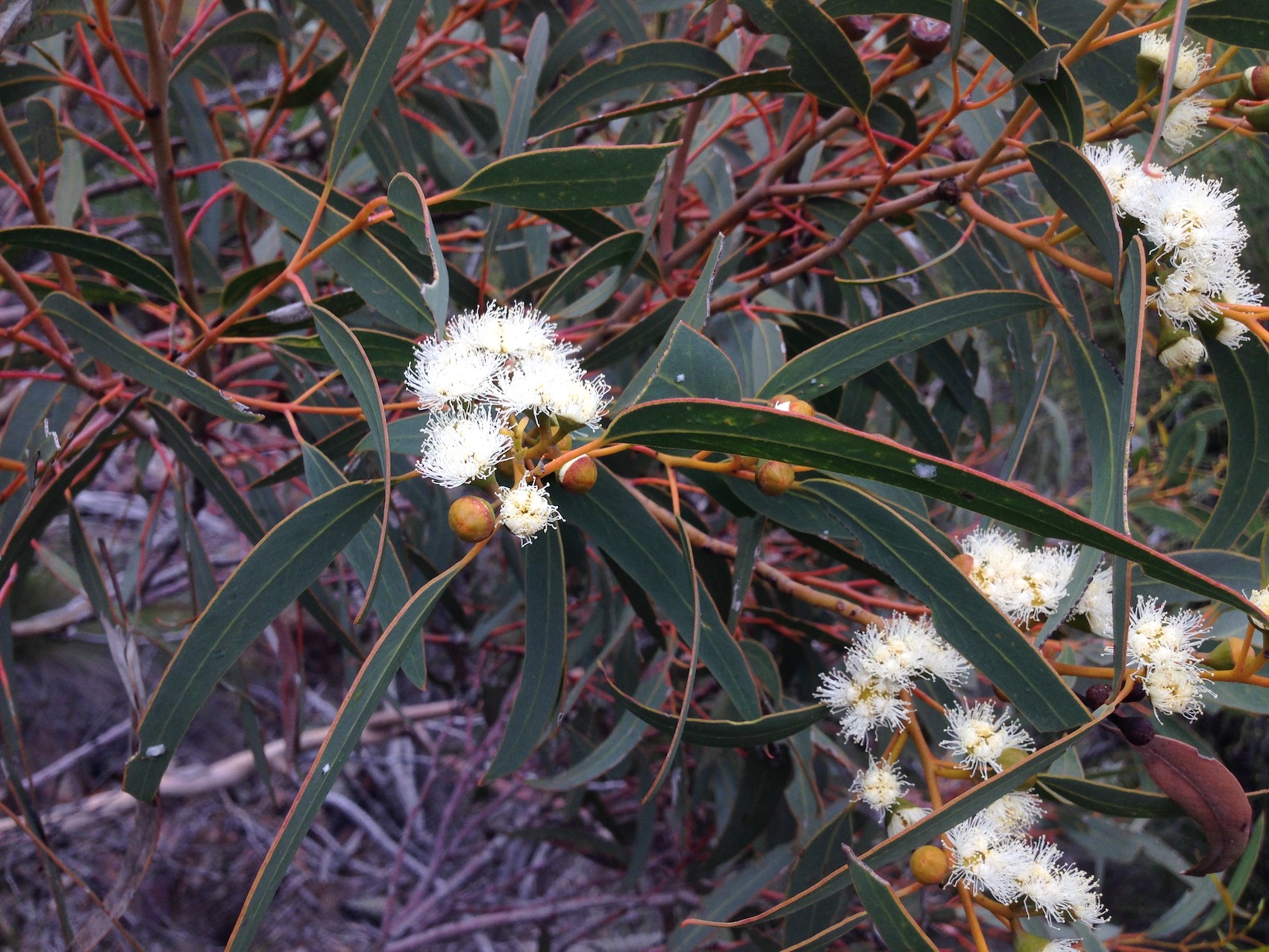 IMG 1687 Eucalyptus ebbanoensis 600w