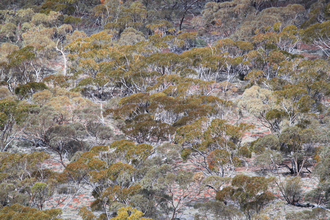 IMG 1818 MalleeOnFoothills 550w333h