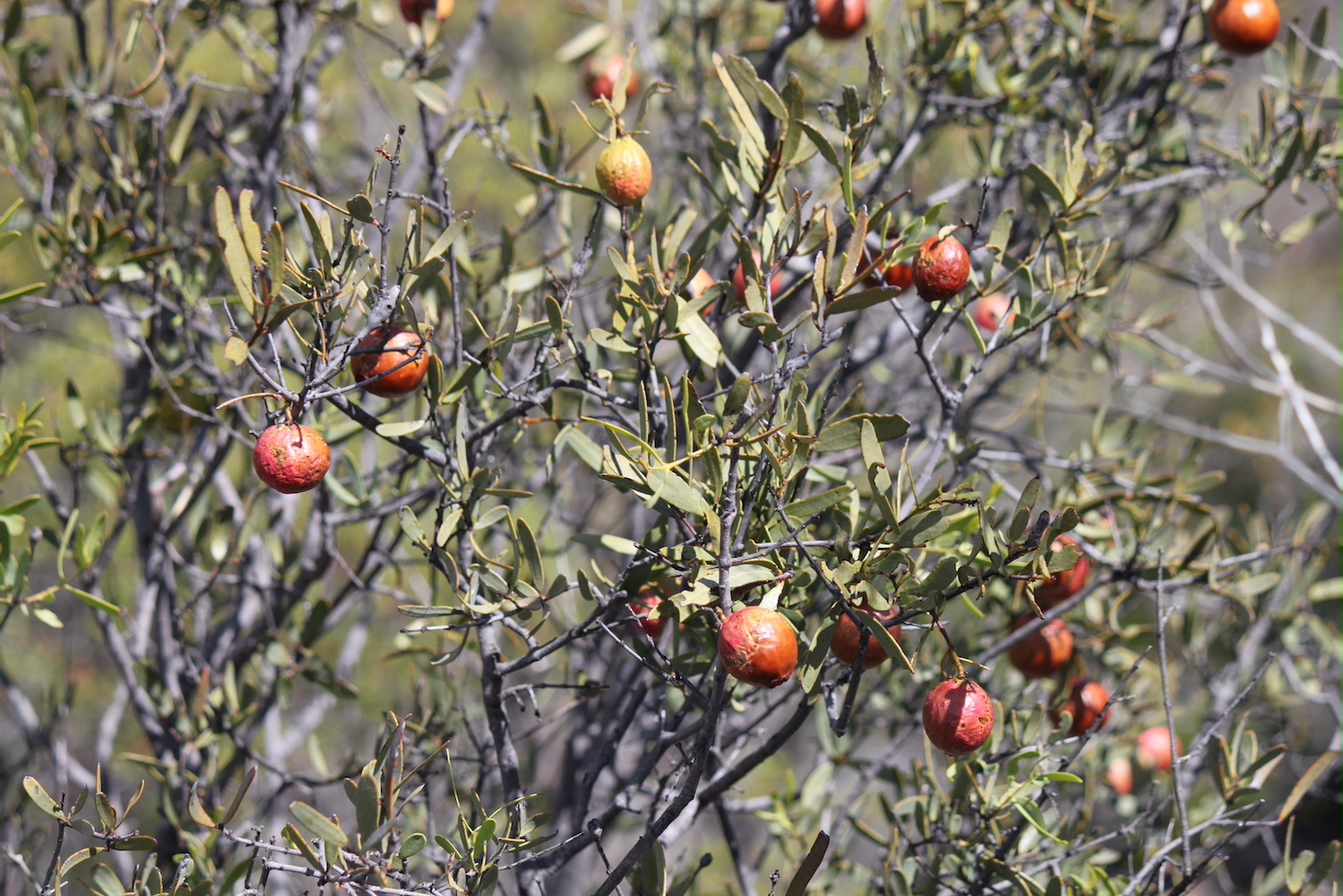 IMG 1915 Quondong fruit copy