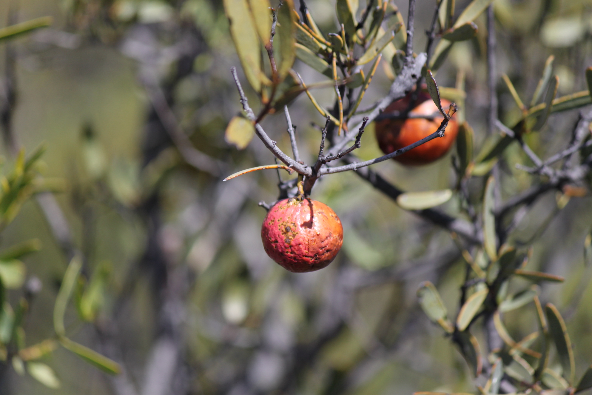 IMG 1916 Quondong fruit copy