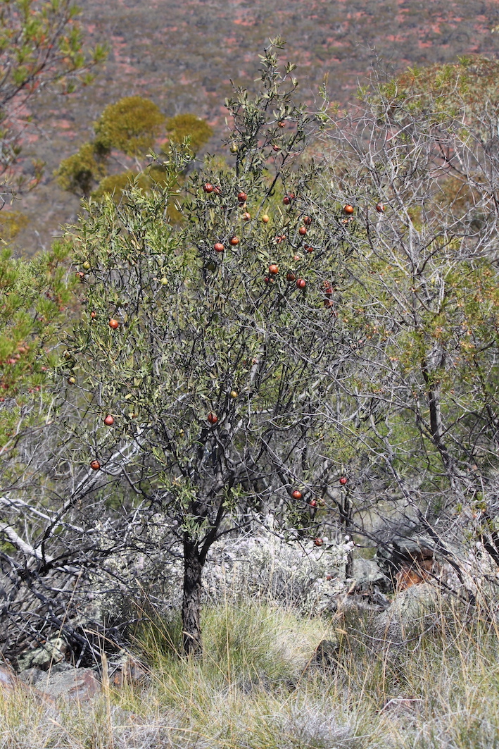IMG 1917 Quondong tree 300w