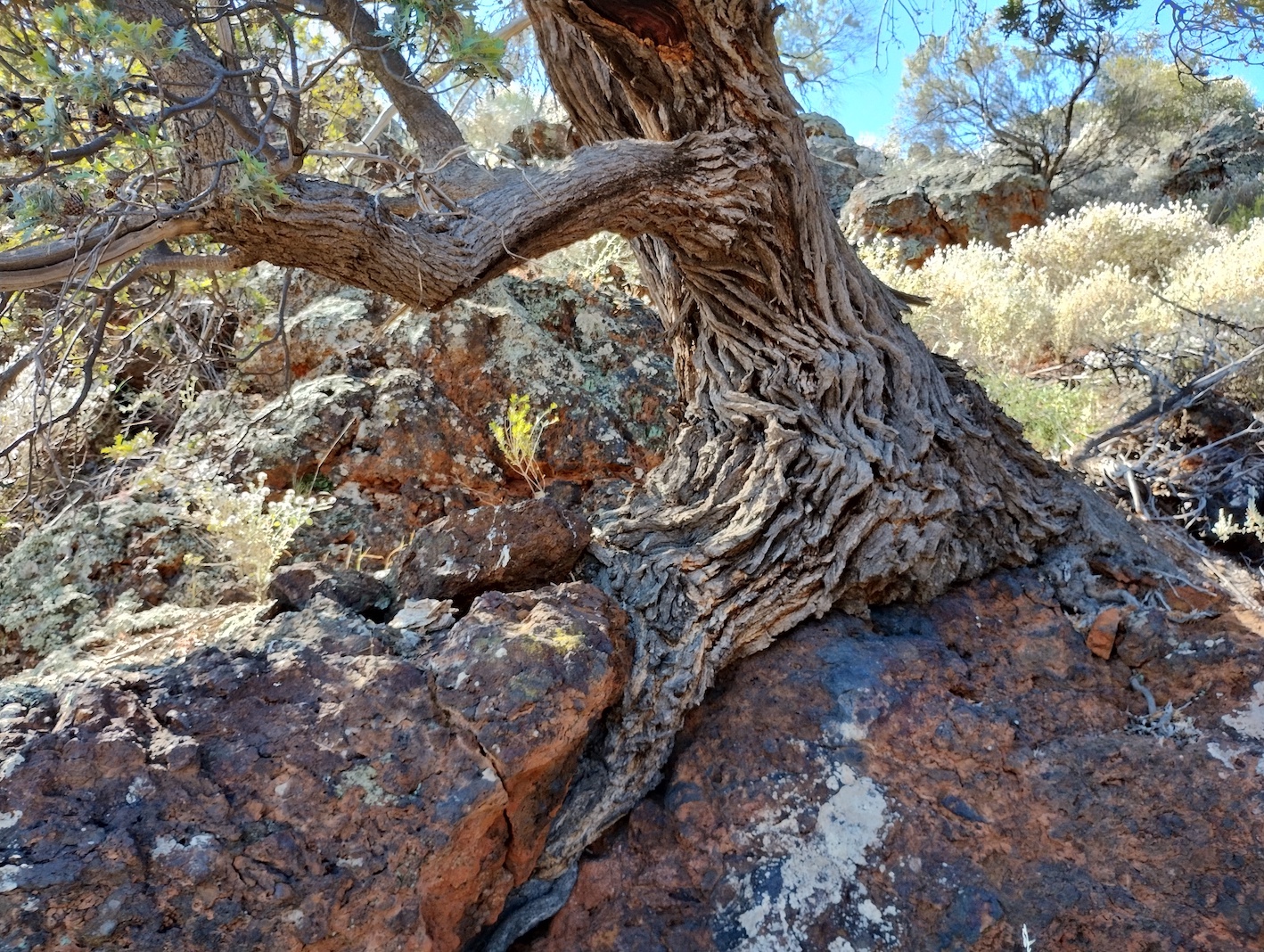IMG 20241005 141401144 HDR Dryandra trunk 500w