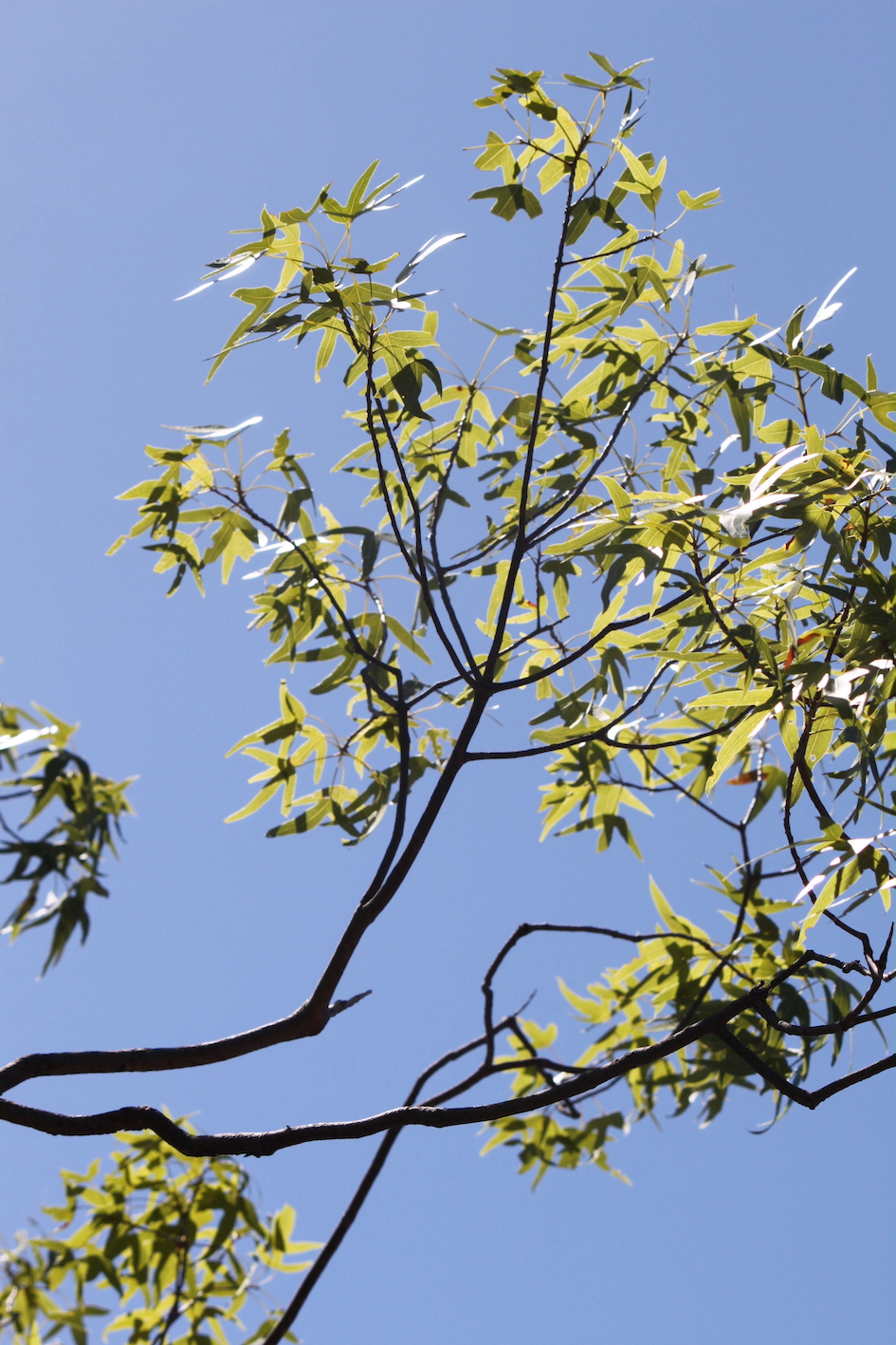 IMG 2026 Brachychaeton leaves 333w500h