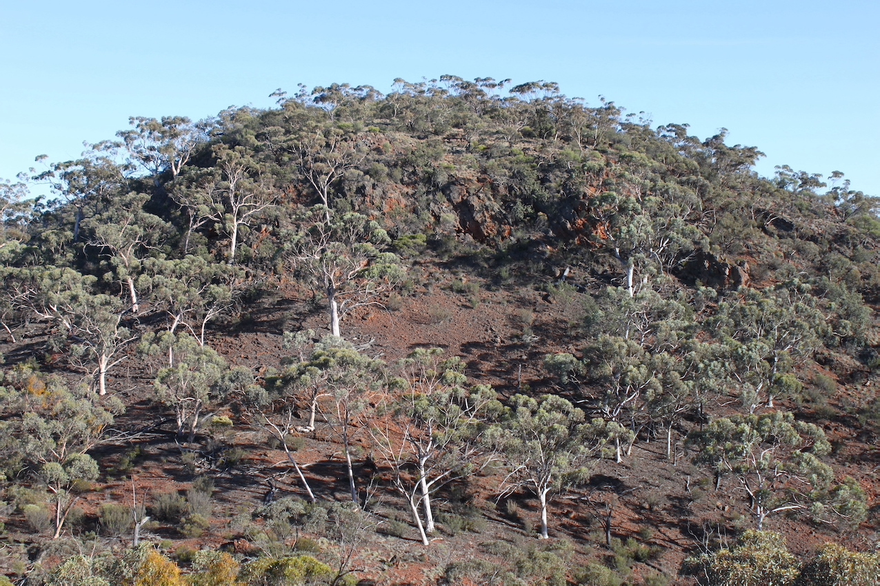 IMG 2109 Eucalyptus capillosa BE 550w
