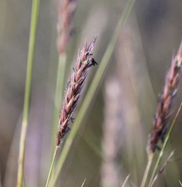 IMG_2464_Neurachne_annularis_seedhead_crpd_360w.jpg