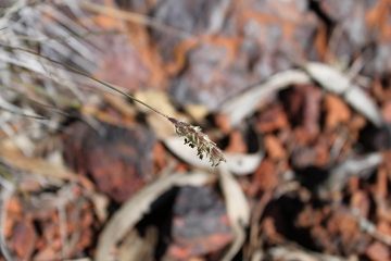 IMG_3037_Neurachne_annularis_seedhead_SMcNee_360w.JPG