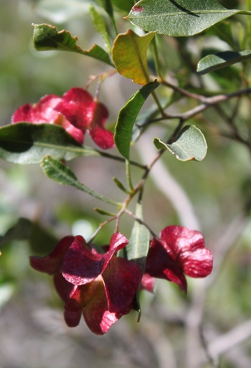 IMG_3055_Dodonaea_cropped_360w.jpg