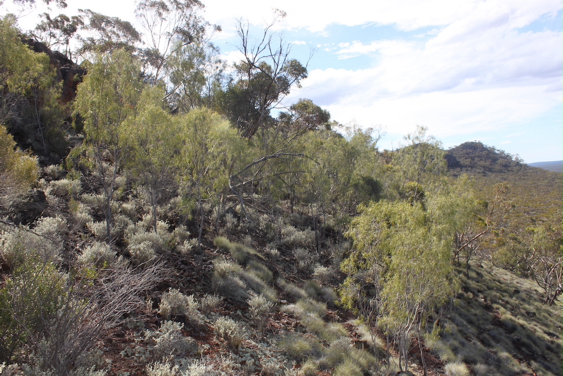 IMG 3229 Pittosporum angustifolium 560w