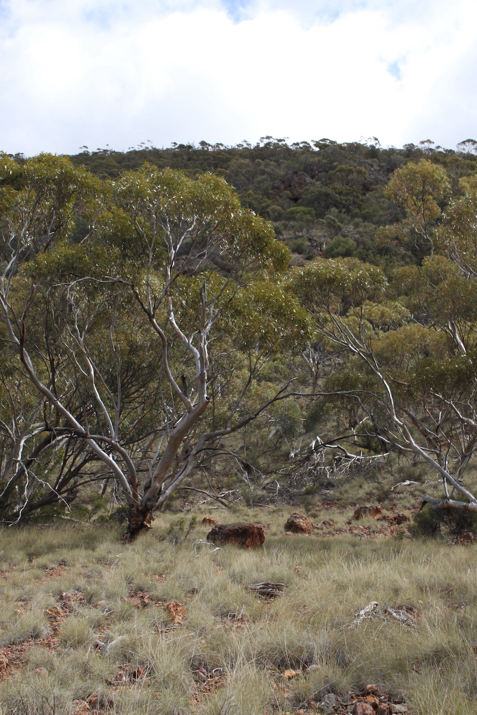 IMG 3627 Eucalyptus corrugata 333w500h