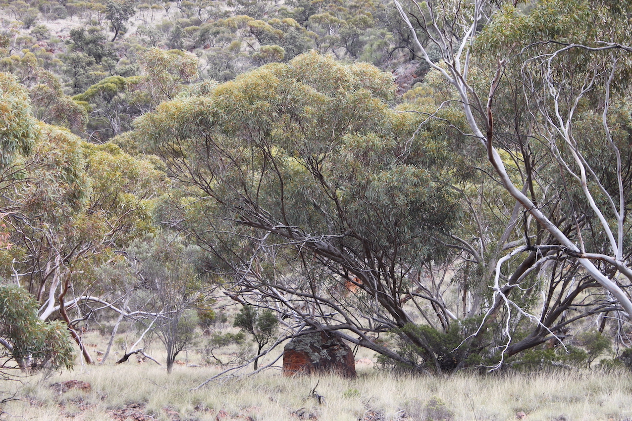 IMG 3629 Eucalyptus ebbanoensis 500w 333h