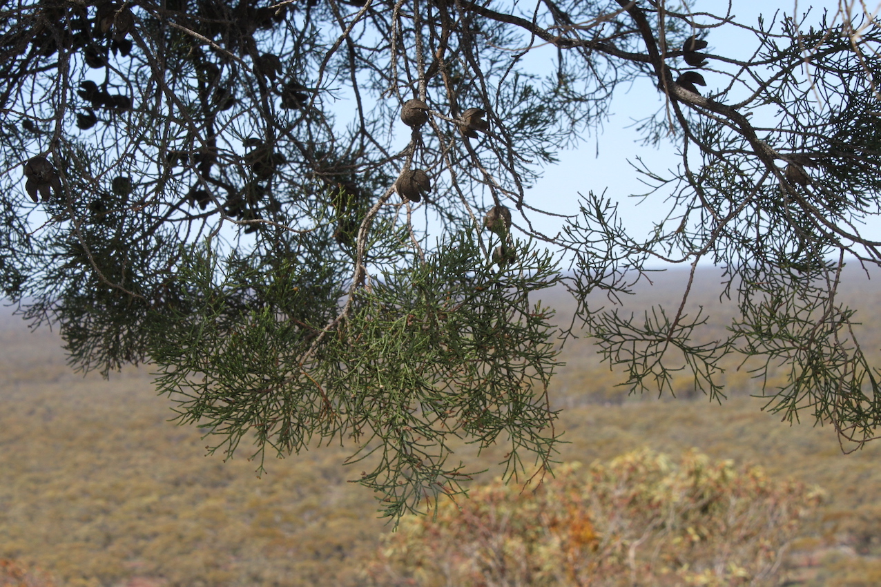 IMG 4259 Callitris 450w