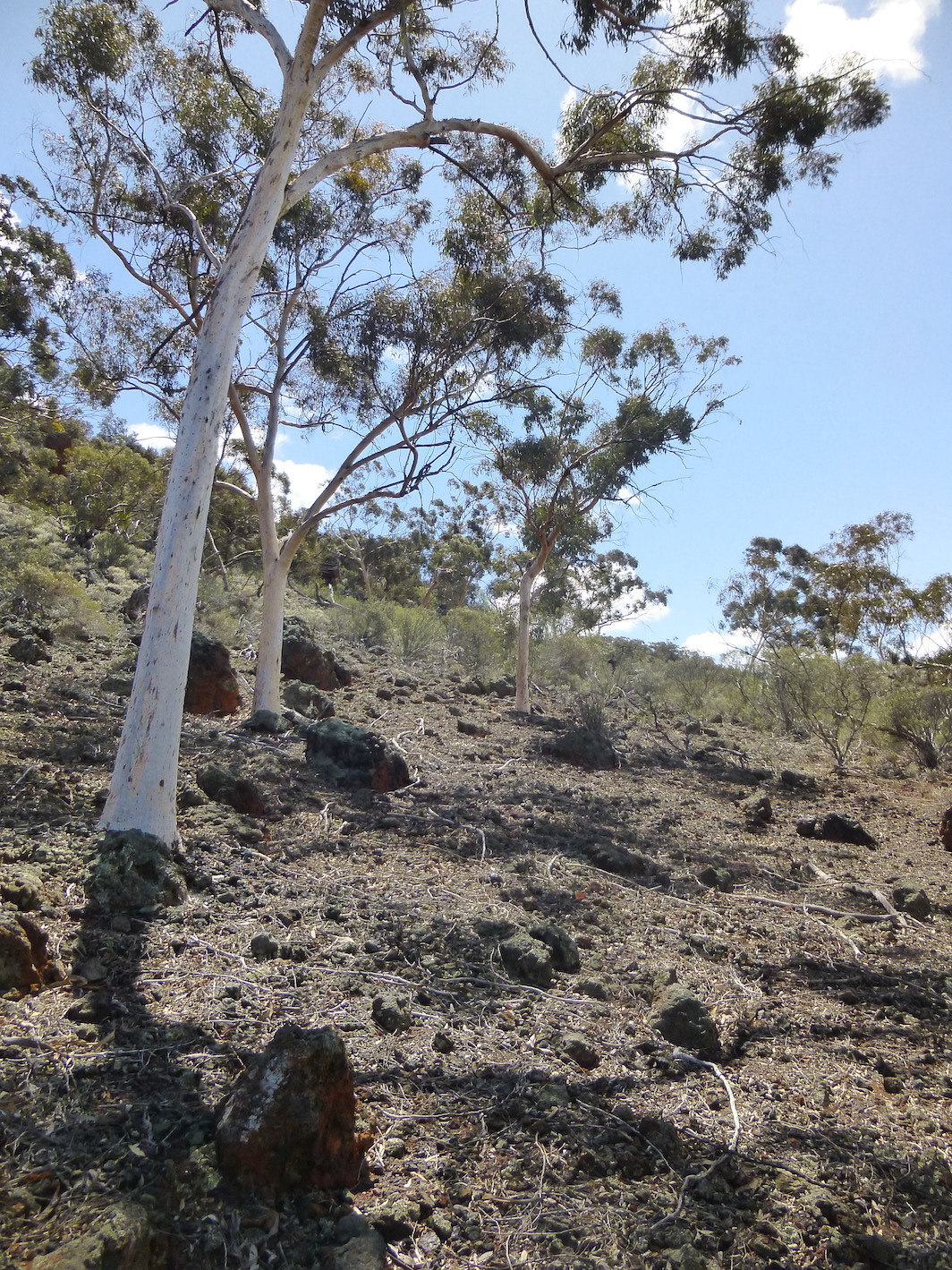 P1070901 WhiteGums nrwaterholeArea 500h375w