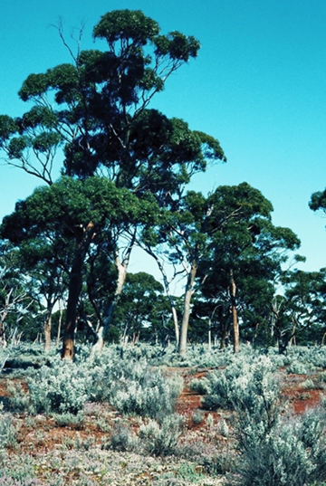 R001-004rtd_woodland-vert_360w.jpg