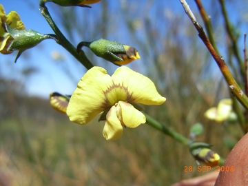R0010742_Pea_Mirbelia_BenEckermann_360w.JPG