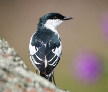 White-winged_Triller_Georgina_Steytler_crpd_360w.jpg