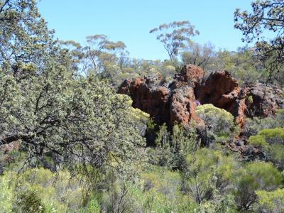 BIF outcropping on the Range with Dryandra arborea (Banksia arborea) on the left in the foreground.  Photo by Amanda Keesing