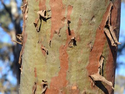 Eucalyptus bark.  Photo by Amanda Keesing
