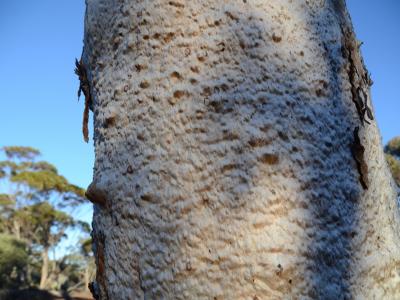 Eucalyptus bark.  Photo by Amanda Keesing