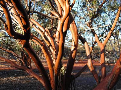 Eucalyptus salubris (Gimlet).  Photo by Laura Corbett