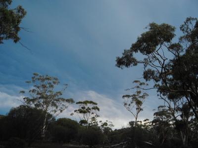 Eucalypt Woodland canopy against the blue sky.  Photo by Laura Corbett