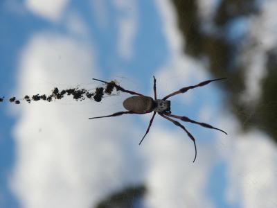 Orb Spider  Photo by Vicki Warburton