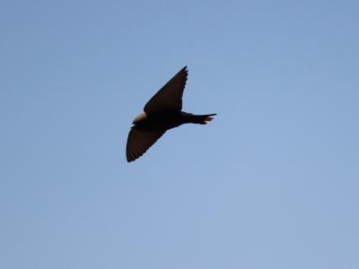 Little Woodswallow