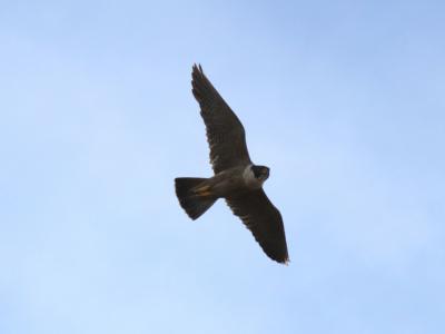 Peregrine Falcon  